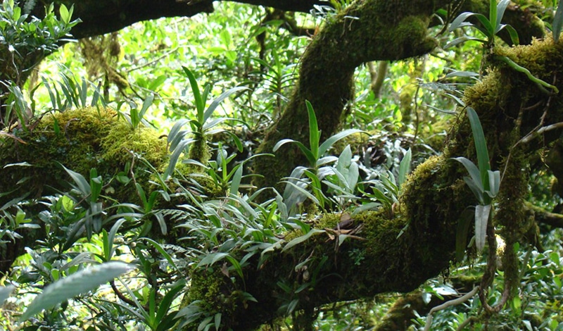 Typischer Ast eines Baums im Shola-Wald. Foto: indianature SG