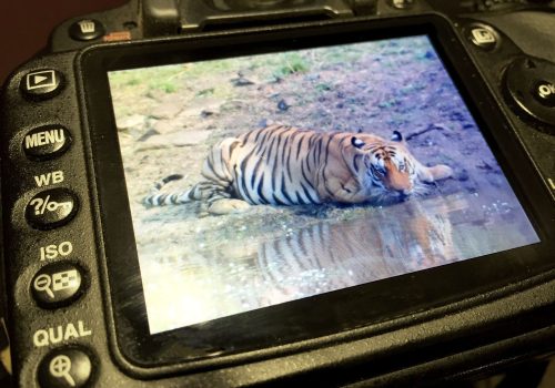 Kamera mit Foto eines Tigers in Madhya Pradesh