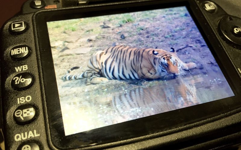 Kamera mit Foto eines Tigers in Madhya Pradesh
