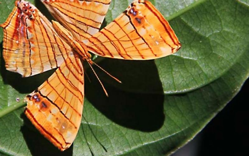 Einer der seltenen Schmetterlingsarten (Chersonesia risa) des Namdapha Regenwaldes. Foto: Kipepeo