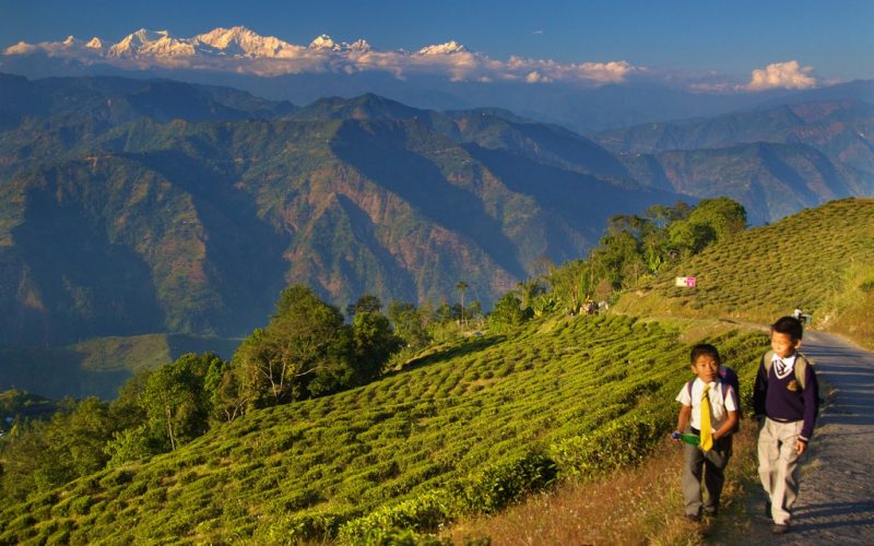 Ein Blick über Teefelder auf den Kanchenjunga in Darjeeling. Foto: Daniel Peckham