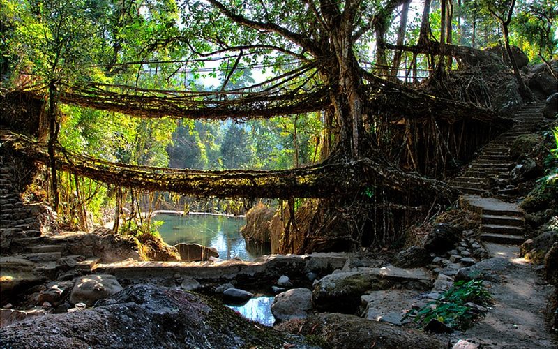 Die einzige doppelstöckige Wurzelbrücke Meghalayas. Foto: Ashwin Mudigonda