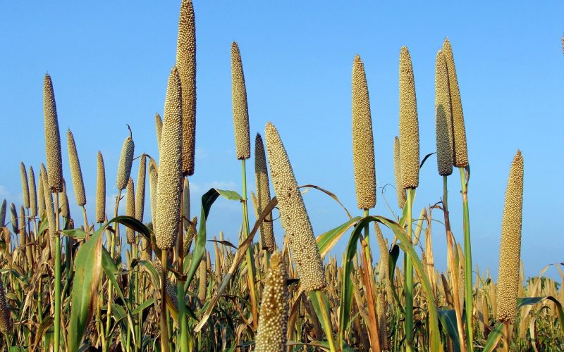 Das Jahr der Millets 2023, Foto: Bishnu Sarangi auf Pixabay